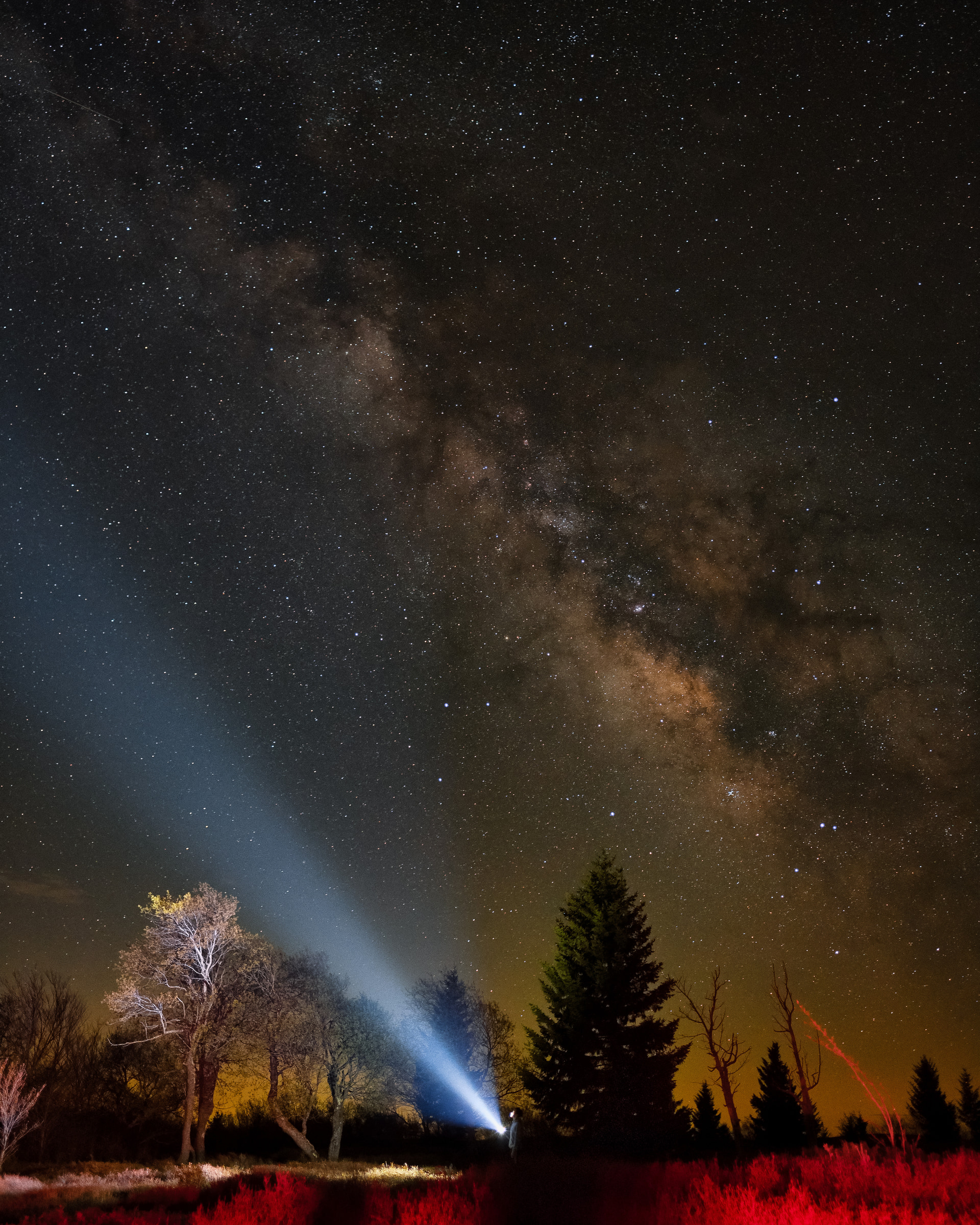 A headlamp beam pointing up toward the Milky Way over silhouetted pines