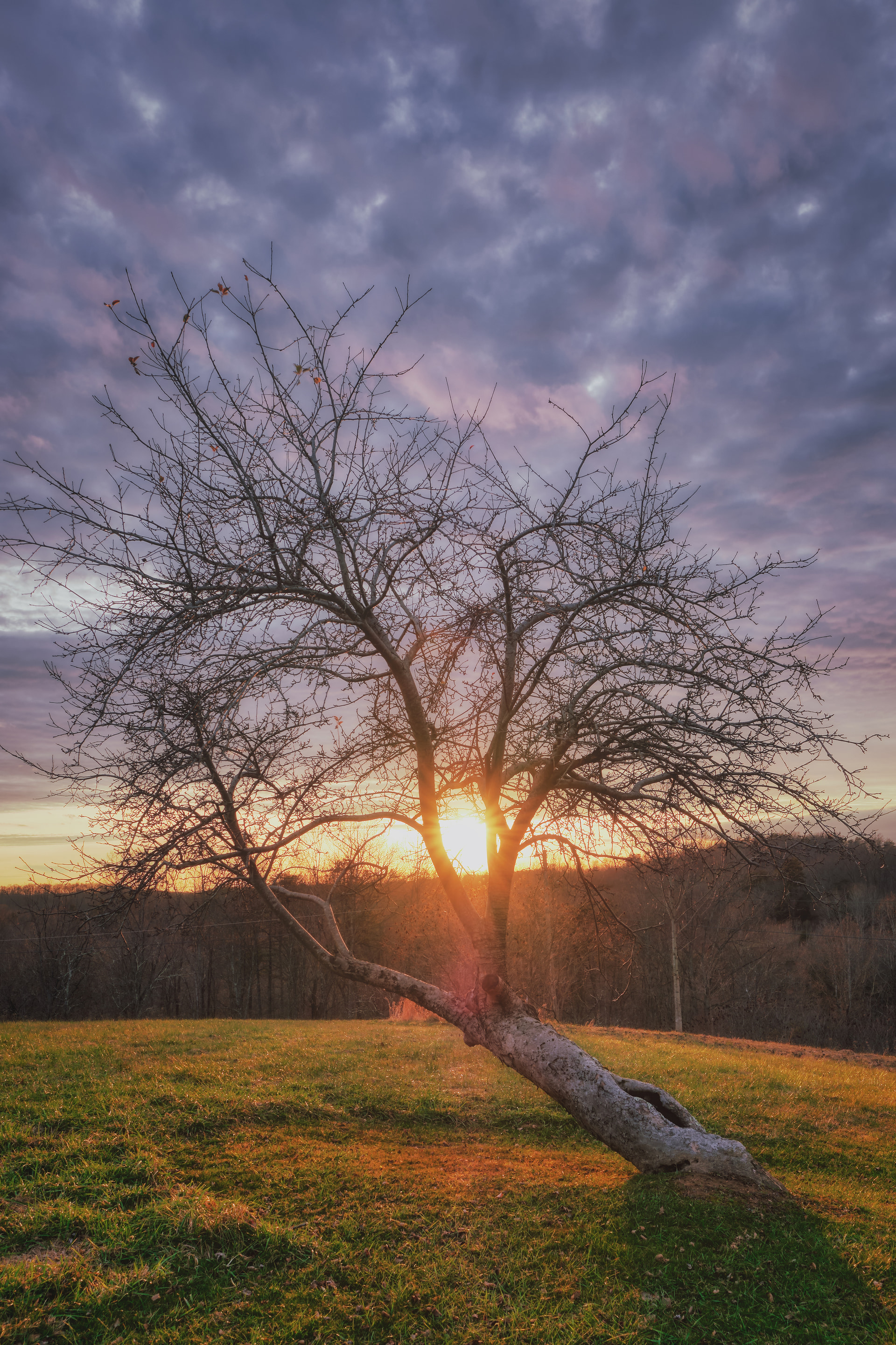 The setting sun bursting through the bare branches of a lone tree on a grassy hillside