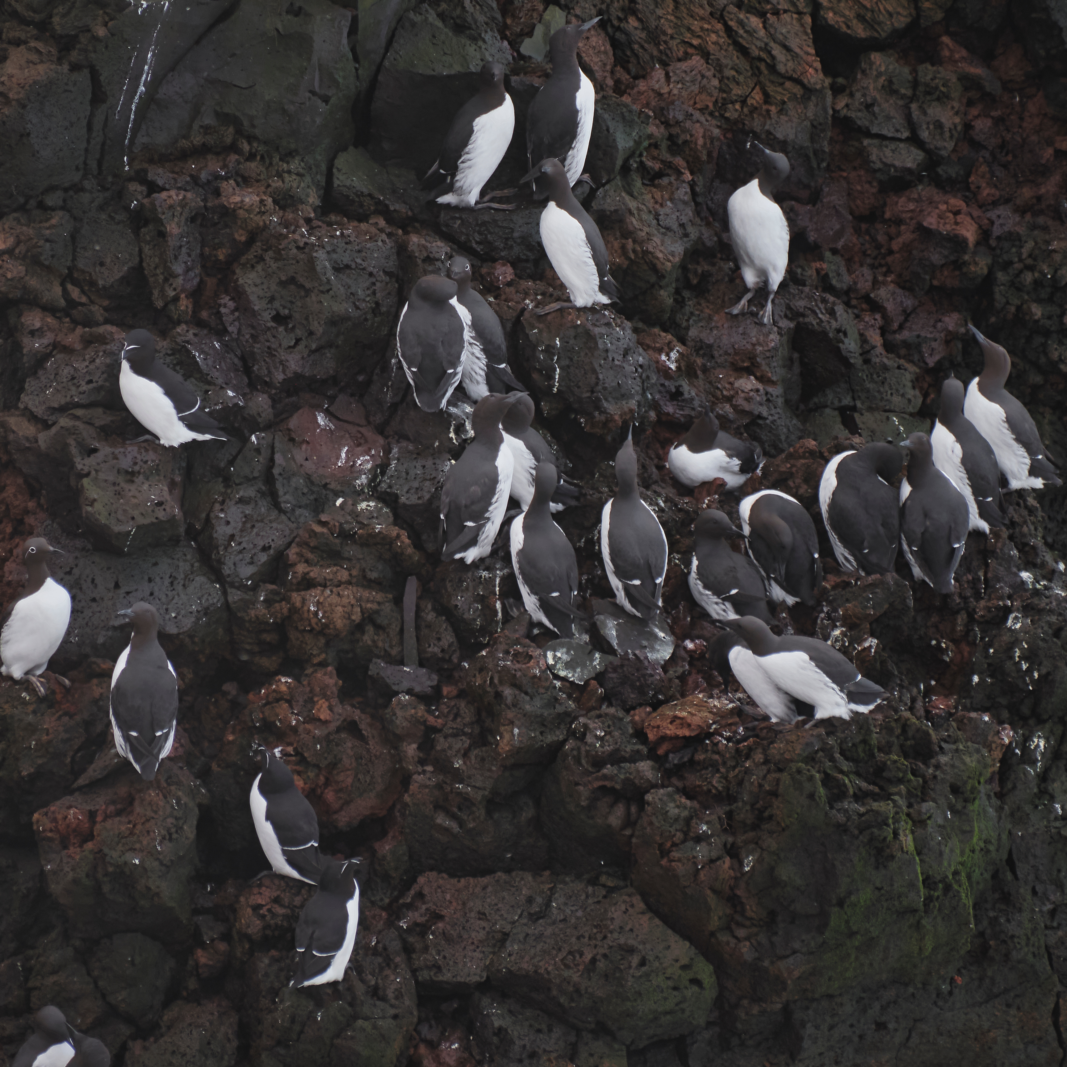 iceland — 2022-03-18