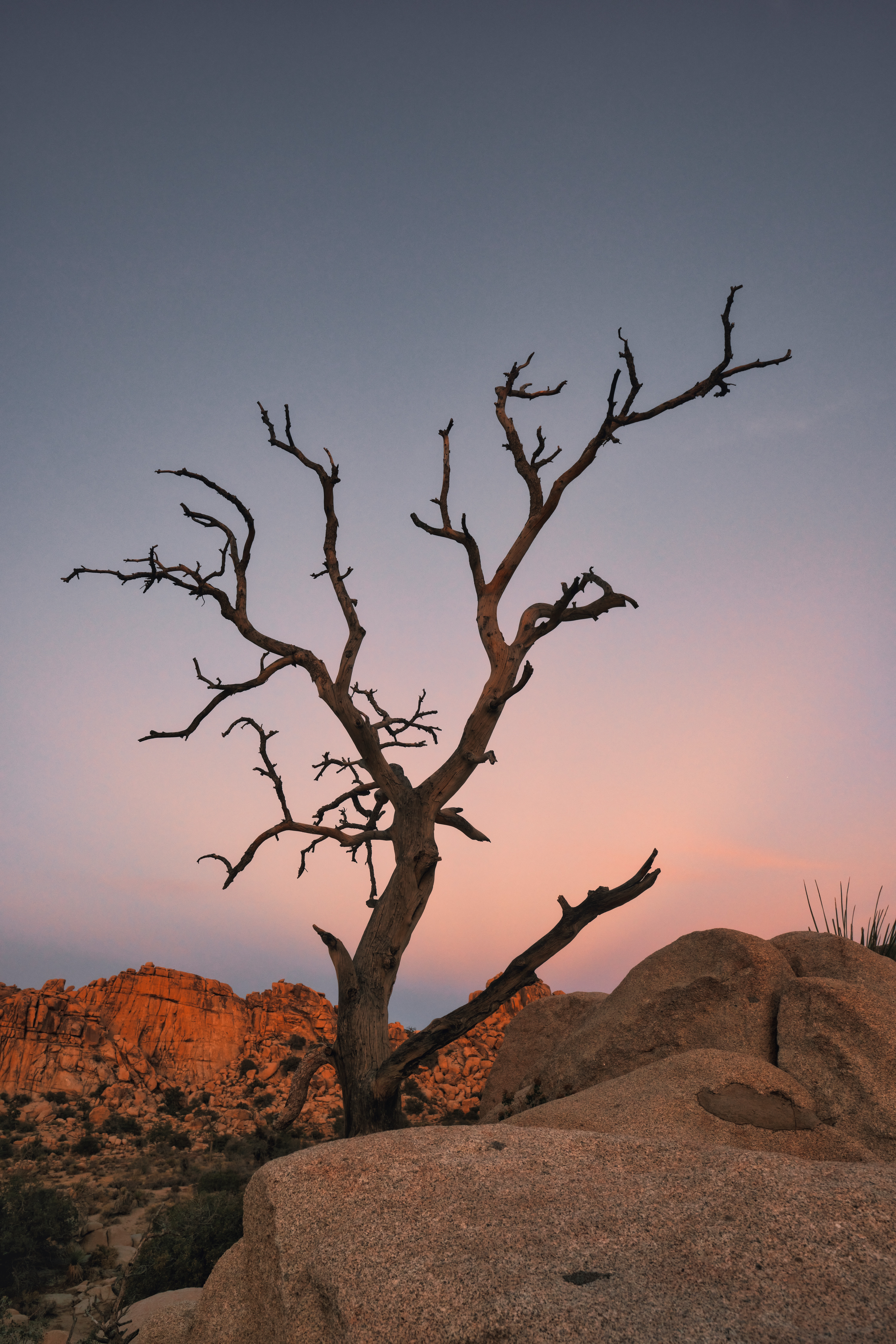 A bare desert tree silhouetted against a pink-and-blue twilight sky above granite boulders