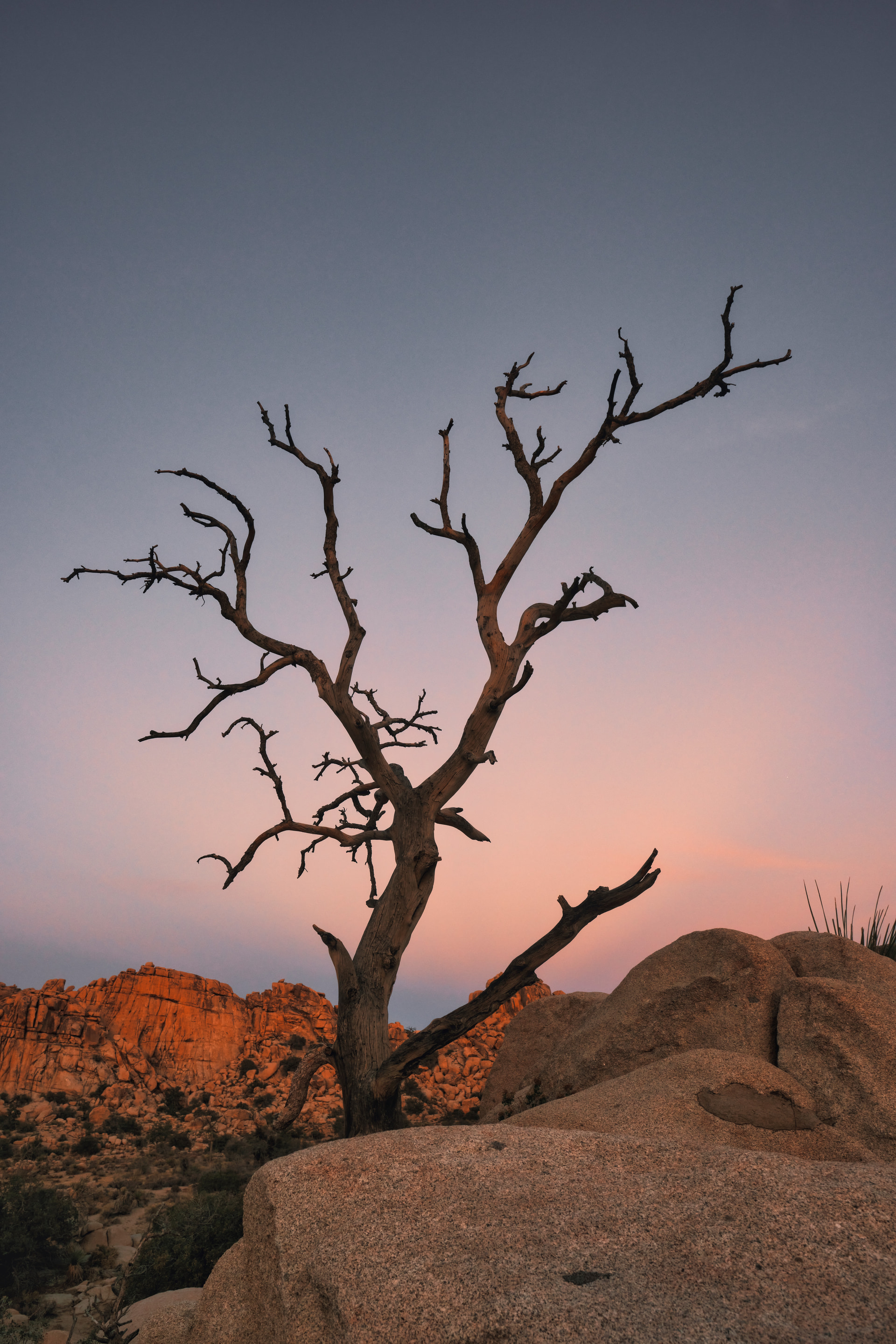 A bare desert tree silhouetted against a pink-and-blue twilight sky above granite boulders