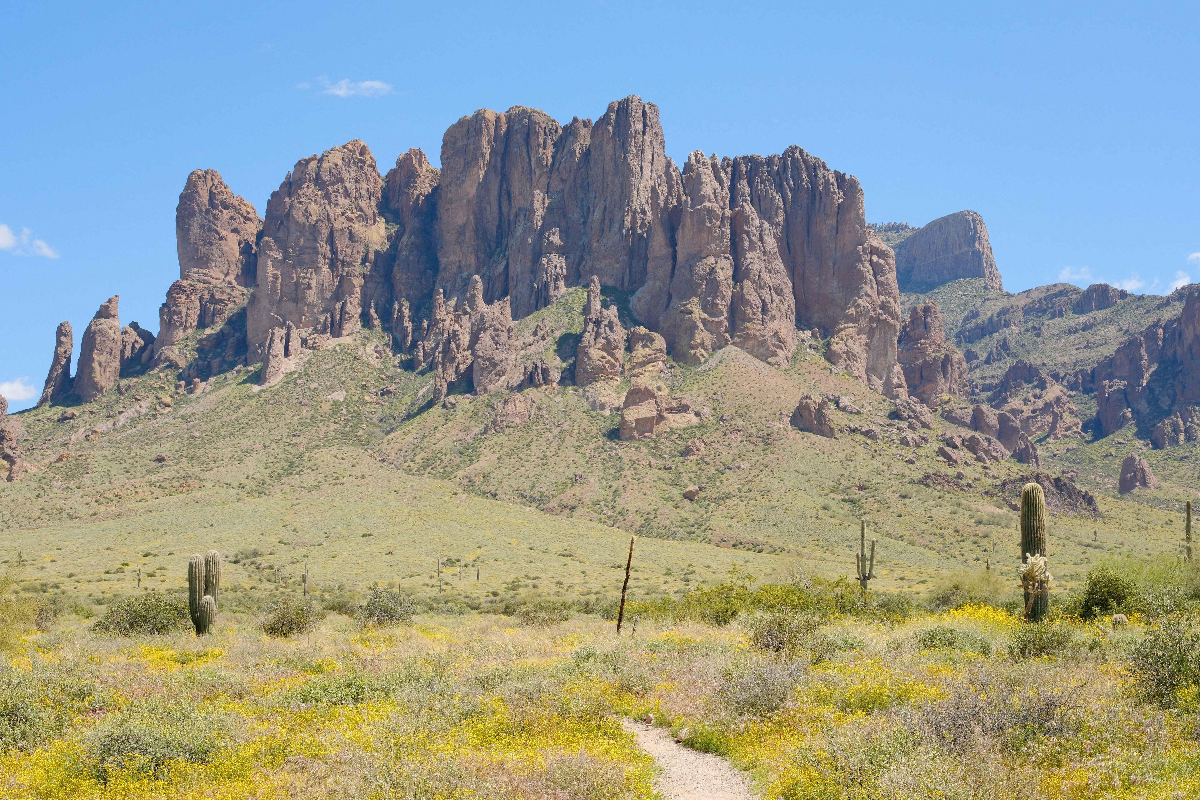 Saguaros and yellow spring wildflowers below the cliffs of the Superstition Mountains, a trail leading in
