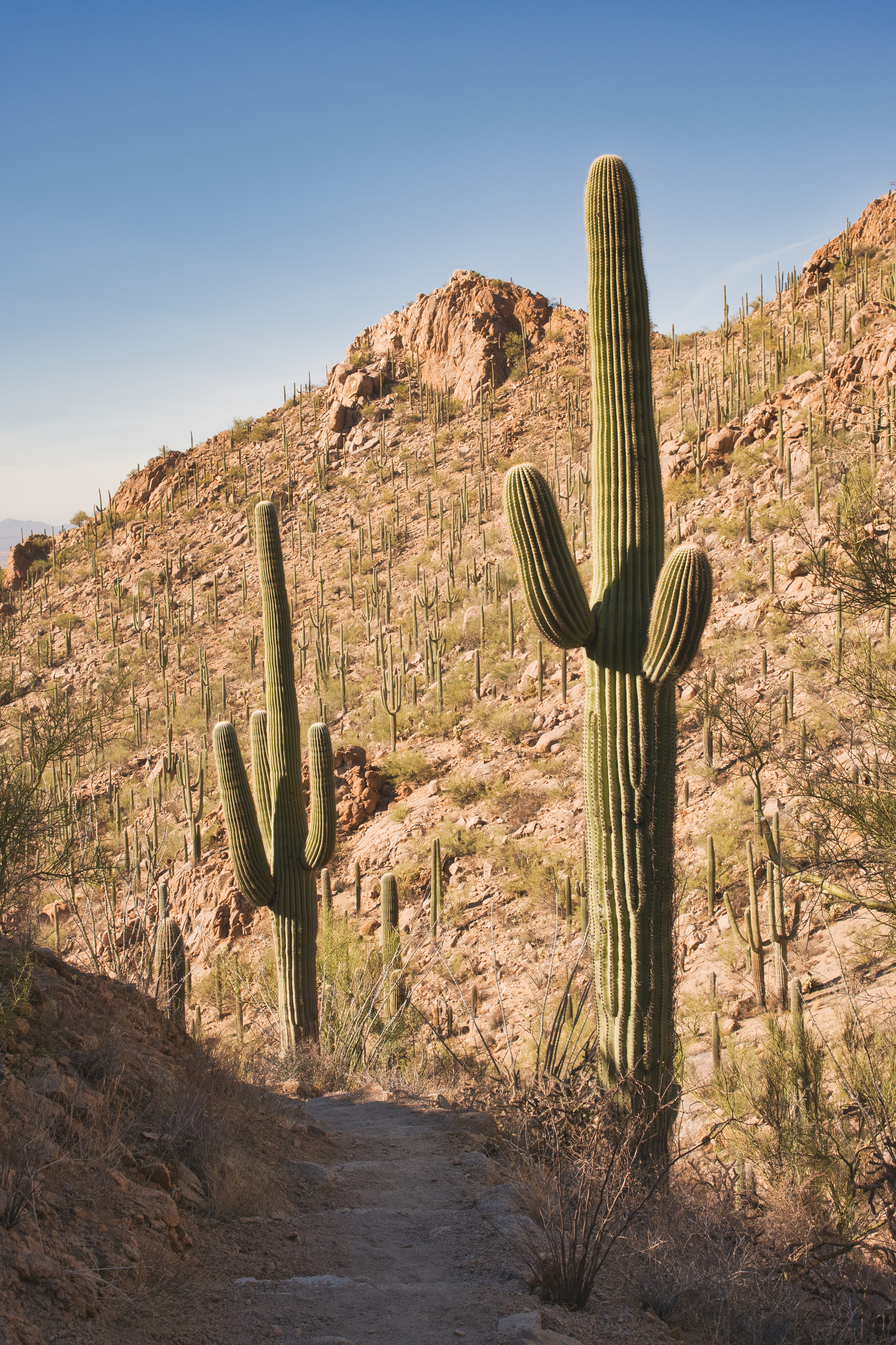 A trail winding past towering saguaro cacti on a rocky desert hillside
