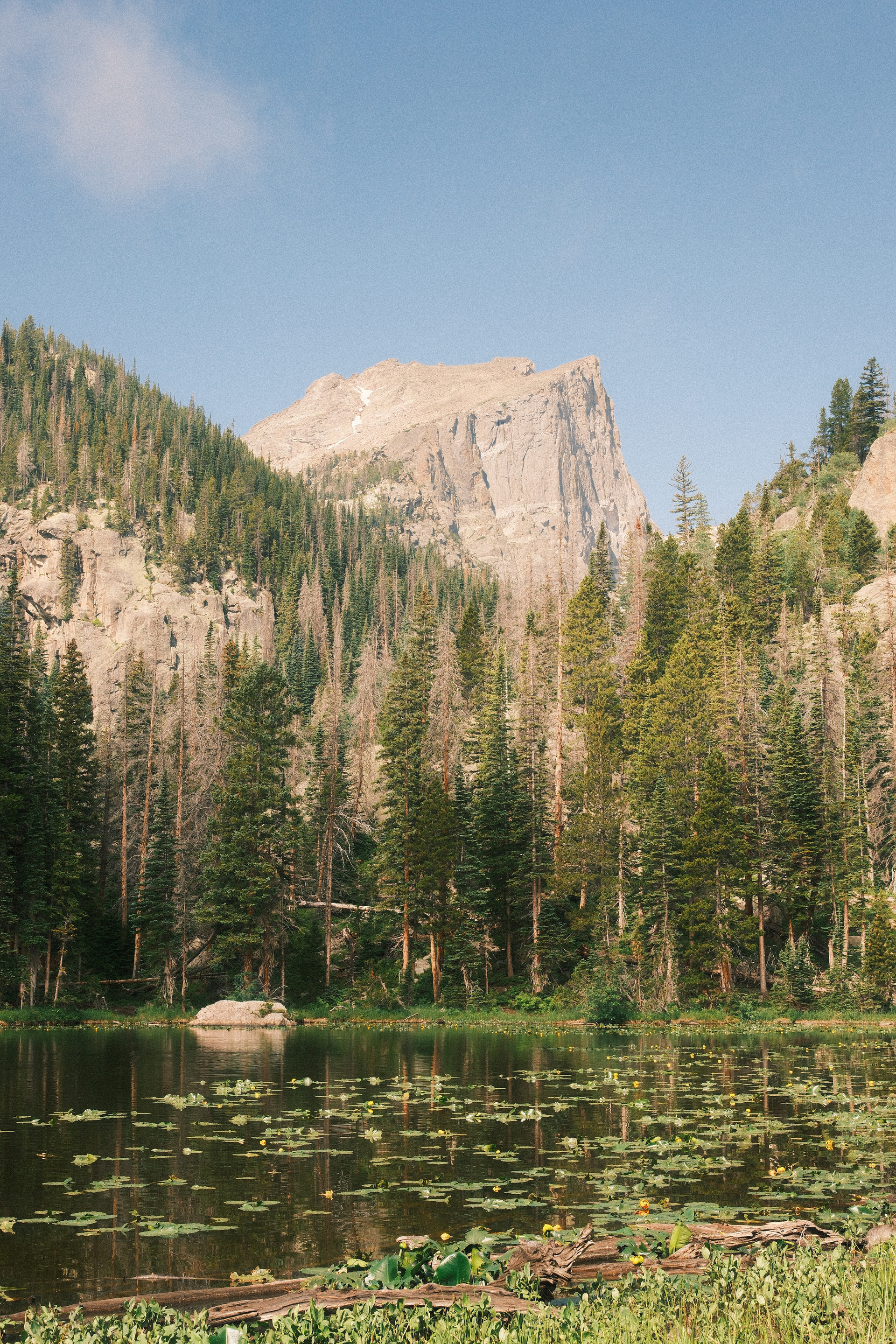A lily-pad-covered lake backed by a rugged granite peak and dense pine forest