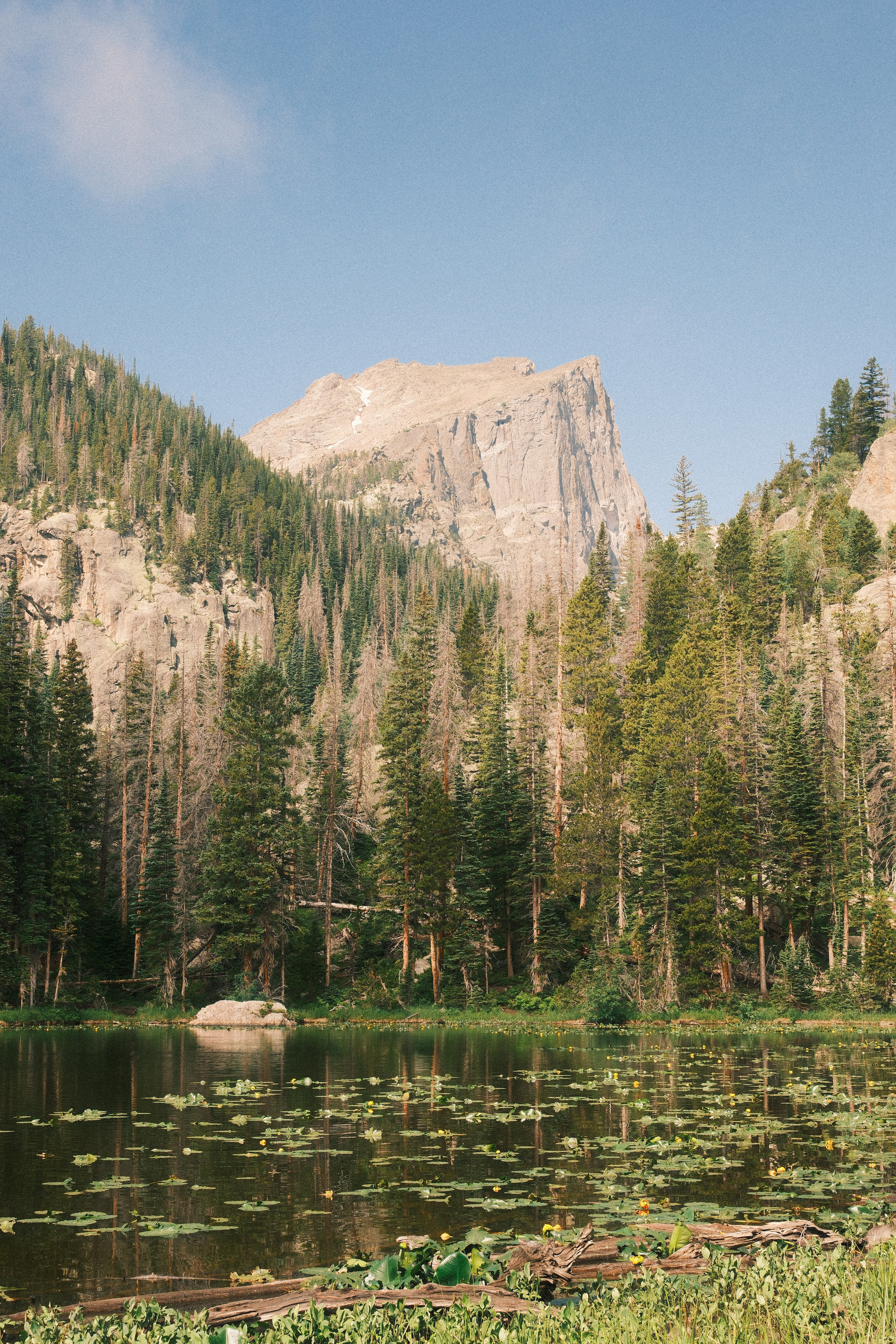 A lily-pad-covered lake backed by a rugged granite peak and dense pine forest