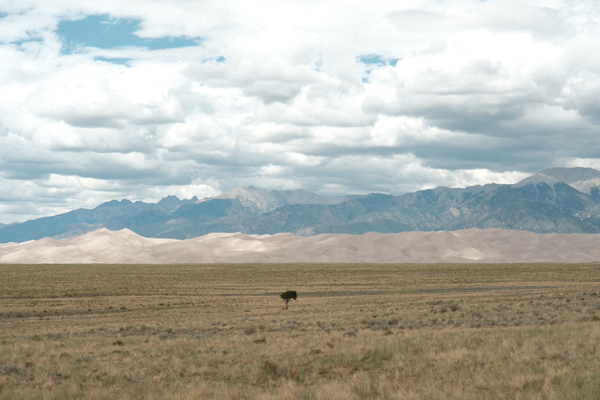 A lone tree in a dry grassland below the pale dune field and the Sangre de Cristo Mountains under a sky full of clouds